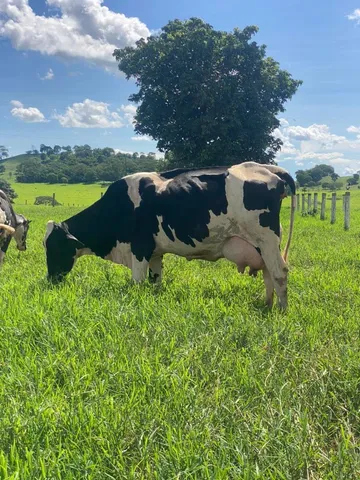 vacas leiteiras