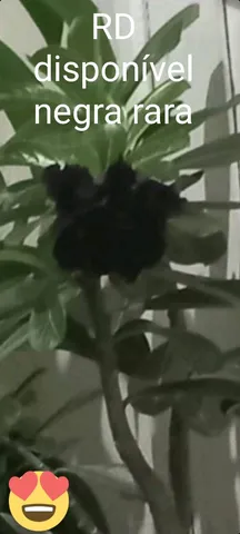 Rosa do deserto preta como na foto
