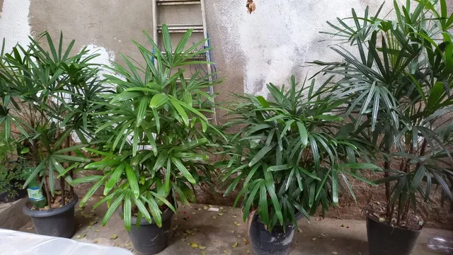 Vende-se 4 mudas de coqueiro, por 100 reais cada