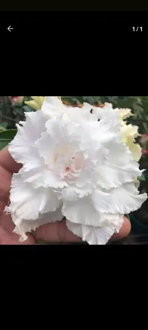 Rosa dp deserto quintupla de duas flores diferentes