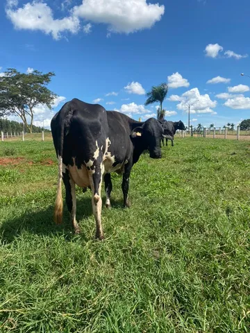 vacas leiteiras