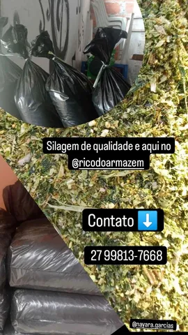 Silagem de milho ? 20 $