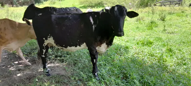 Vende-se vaca 