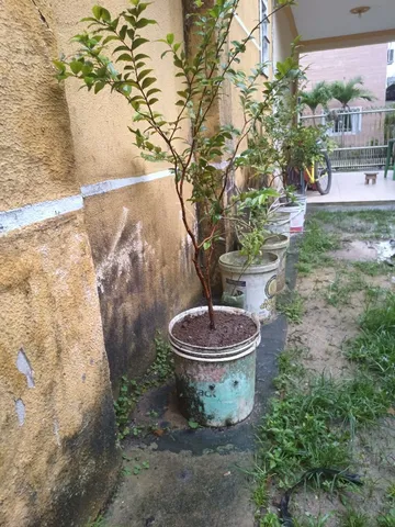 Vendo mudas de jabuticaba 