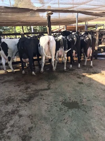 Vacas e novilhas