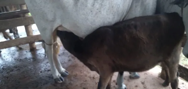 Vendo ou troco vaca leitera troco por carro ou moto