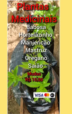 Plantas medicinais 