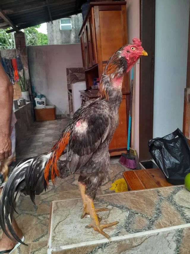 Galo índio 