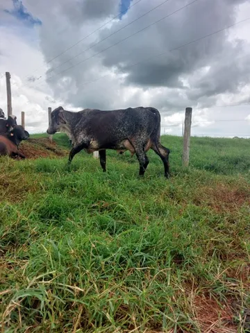 vacas leiteiras
