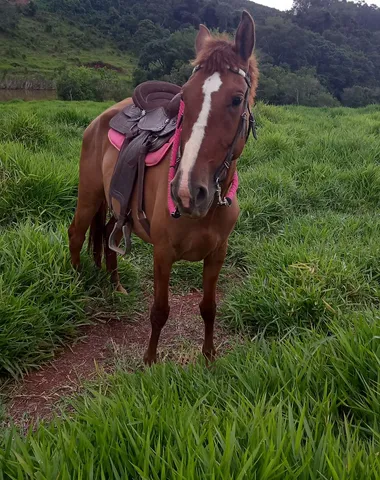 Egua 