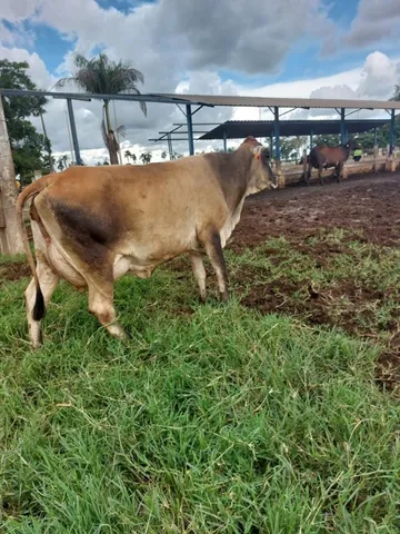 vacas leiteiras