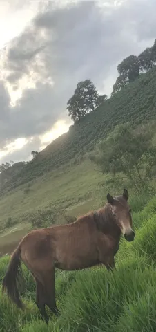 Potra macha picada 
