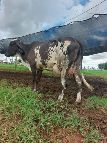 vacas leiteiras