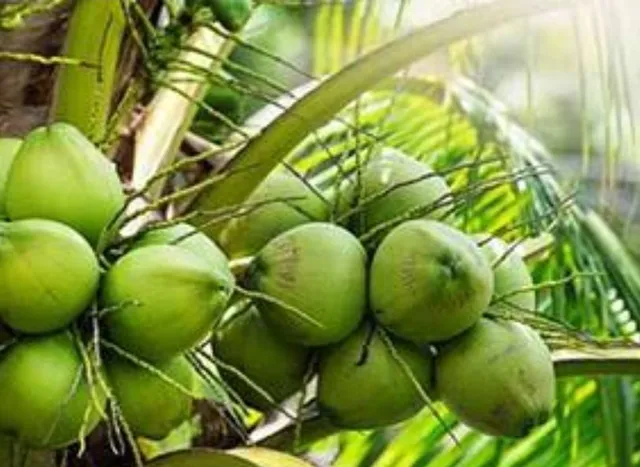 Coco atacado 