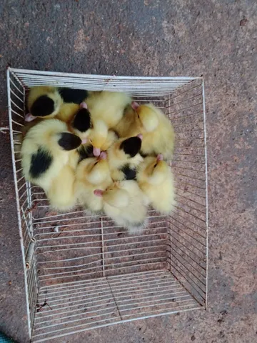 Filhotes de pato