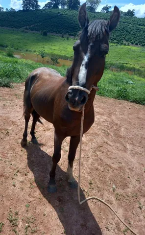 Cavalo reprodutor 