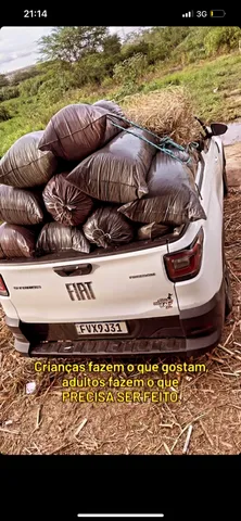 silagem de brs capiaçu