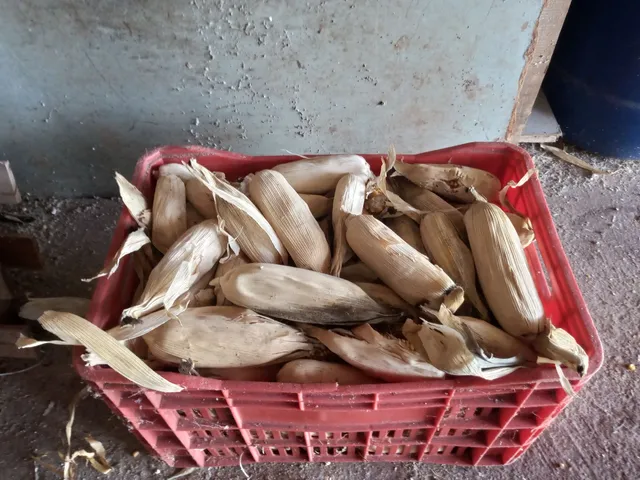 Milho na espiga 15,00 a caixa 