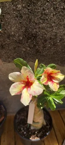 Rosa do deserto enxertada