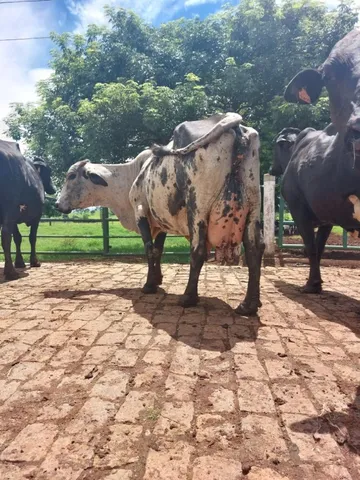 vacas leiteiras