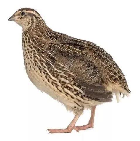 Codorna e ovos de codornas galados