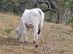 Nelore PO
