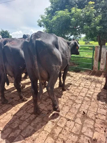 vacas leiteiras