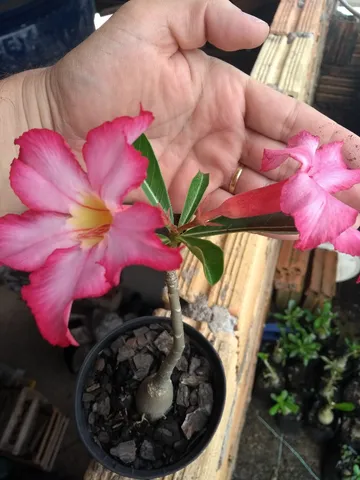 Rosa do deserto - mudas no pote numero 11