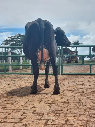 vacas leiteiras