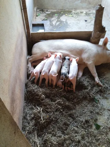 Vende-se leilão.
