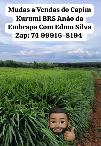 Mudas a Vendas do Capim Kurumi BRS Anão da Embrapa 