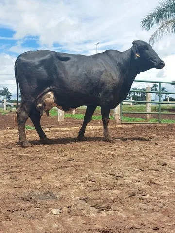 vacas leiteiras