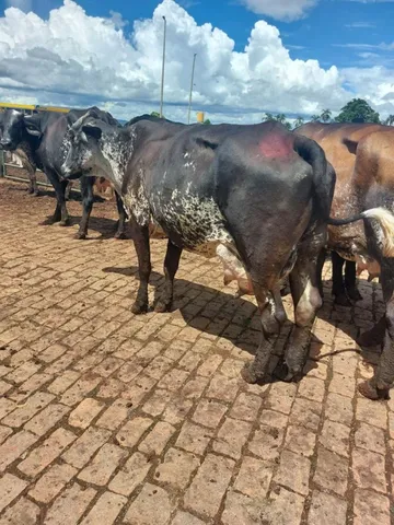 vacas leiteiras