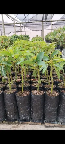 Mudas Abacate Hass avogado avocado enxerto