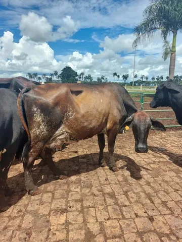 vacas leiteiras