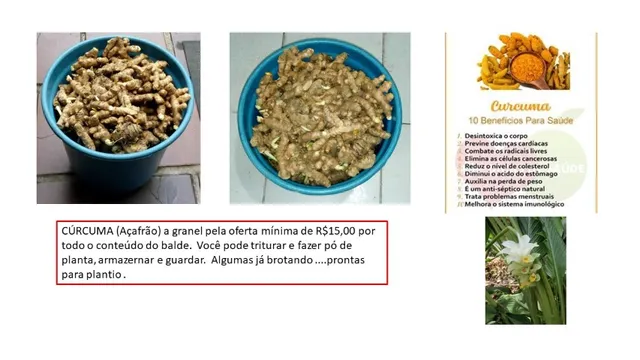 Plantas medicinais 