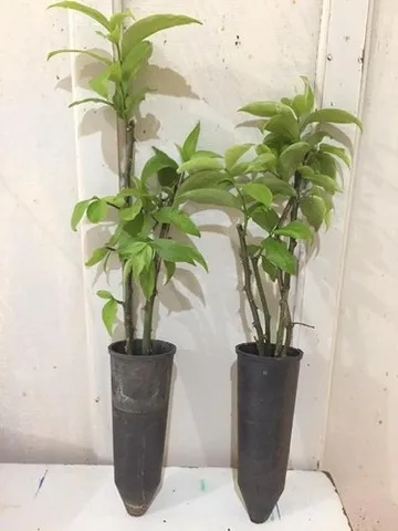 Ora pro-nóbis