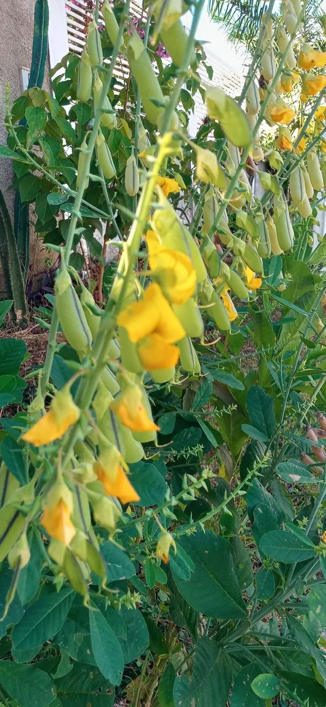 Semente de crotalaria