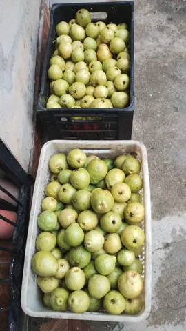 Goiaba 