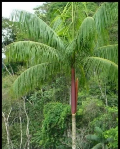 MUDAS DE PALMEIRA JUSSARA 