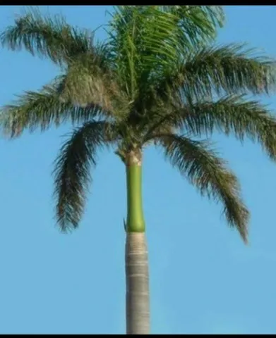 MUDAS DE PALMEIRA IMPERIAL