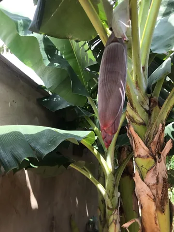 Muda de banana 