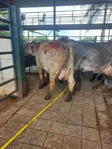 vacas leiteiras