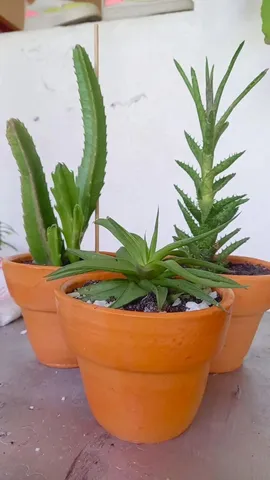Cactos 