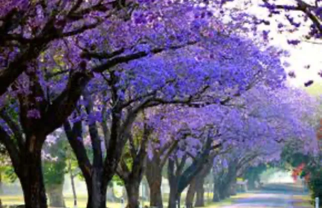 Mudas De Árvore Jacarandá 1 metro 
