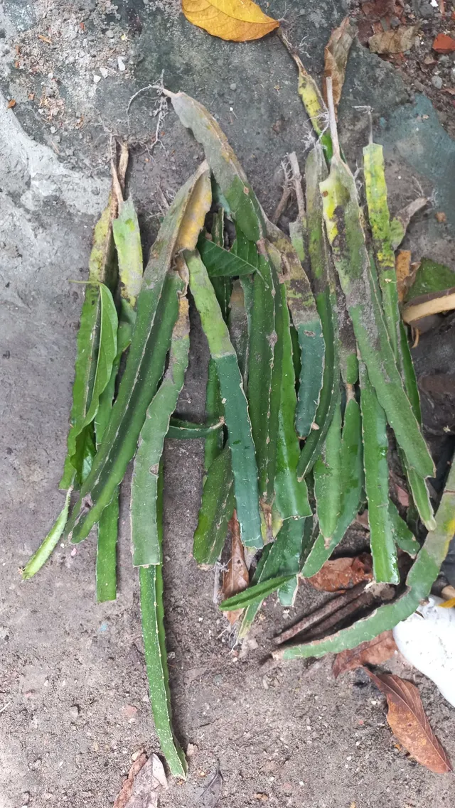 Venda de muda de pitaia