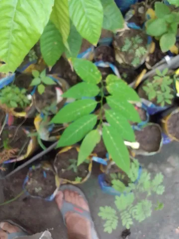 Muda de pinha 