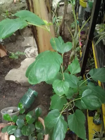 Muda de amora já produzindo 