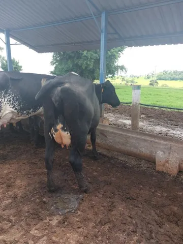 vacas leiteiras