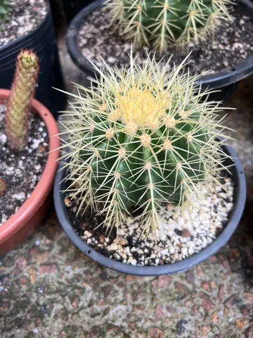 Cadeira-de-sogra - Echinocactus grusonii
